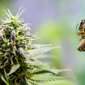How Legalizing Cannabis Can Help Sustain The Bee Population
