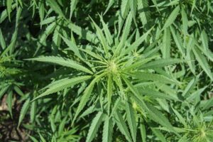 The Business of Cannabis – Navigating the Legal Landscape and Finding Success in the Industry